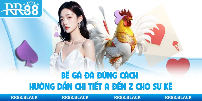 Bế Gà Đá Đúng Cách | Hướng Dẫn Chi Tiết A Đến Z Cho Sư Kê
