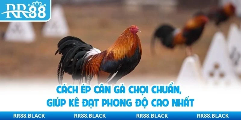 Cách Ép Cân Gà Chọi Chuẩn, Giúp Kê Đạt Phong Độ Cao Nhất