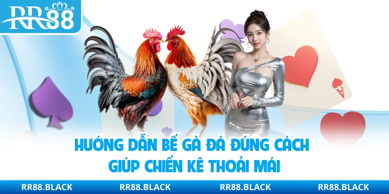 Hướng dẫn bế gà đá đúng cách giúp chiến kê thoải mái